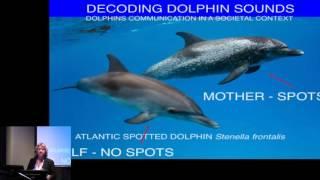 Dolphin Communication: Cracking the Code