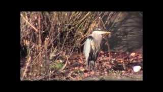 Great Blue Egret