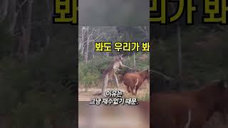 호주에서 캠핑 못하는 이유