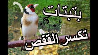 احسن بتبتة لتحفيز الحسون  سوف يكسر القفص   Goldfinch  hason ma9nin batbata chardonner 2020