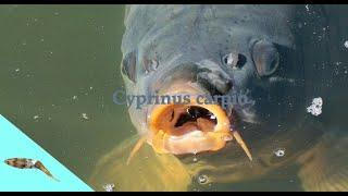 common carp (cyprinus carpio)