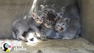 Gatitos son rescatados de una alcantarilla | El Dodo