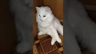 Что значит, зачем тебе котик!?.. #кошка#кошки#kets#cat#котики#кот#кошечка#любимка#коты#милые_котики#