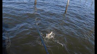 Chesapeake Bay LIVE LINING Spot for Rockfish