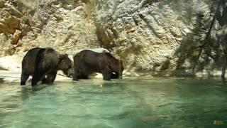 Brown bears at La Barben Zoo like apples, that's for sure