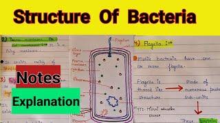 Structure of bacterial cell | Structure of bacteria class 11 | Bacterial cell structure