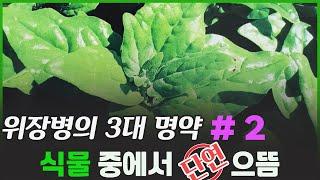 번행초 효능 부작용 먹는법  위장에 효능이 좋은 약초