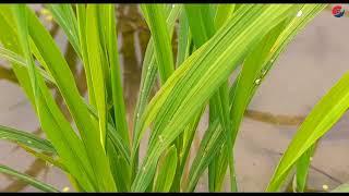 Vlog- 87 | Care and maintenance of growing rice plants | Natural view |►Reporter Tube Media