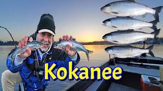Kokanee Fishing Bonanza
