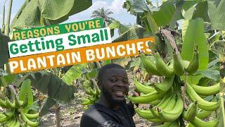 REASONS YOU KEEP GETTING SMALL BUNCHES OF PLANTAINS/ How to get quality plantain bunches.