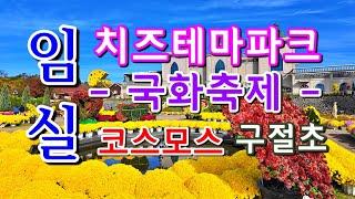 임실 치즈테마파크, 국화꽃축제와 코스모스 구절초를 만나다