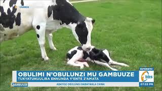 Obulimi N’obulunzi mu Gambuuze, Byolina Okutunuulira Ng’olunda Ente Z’amata Ofune Kiralu