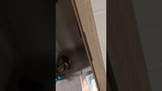 When you spy on your cat cause she always spies on you #shortvideo #catshorts #cats #spy #cat