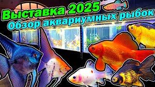 Выставка 2025 Подробный обзор аквариумных рыбок и акваскейпов