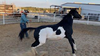 Taming a Defensive Mare