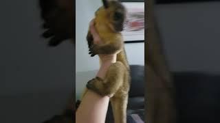 Dizzy Kinkajou