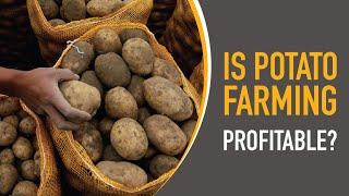 Is Potato Farming Profitable?