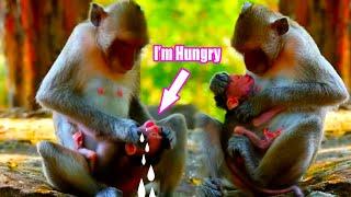 A movements monkey mom trying to weaning her cute baby