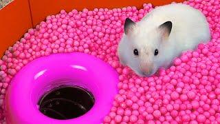 Hamster Ball pool Maze