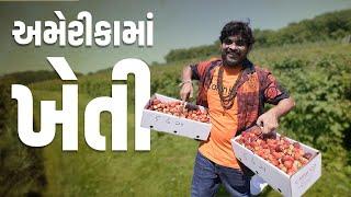 અમેરીકા મા ખેતી । Khajur Bhai VLOGS | Jigli and Khajur | Nitin Jani | Chicago | USA | Khajur Comedy