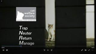 CWS x TNRM - Humane cat population control