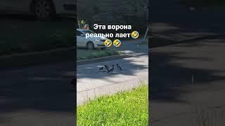 ворона залаяла, чтобы побороться за добычу)))