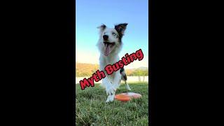 Myth Busting - Dog Training #dogtraining #shorts
