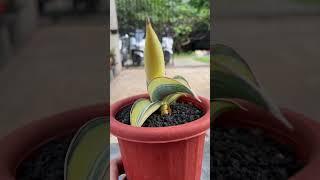 sansevieria lavranos 24561 (lav 61) | 08999537770 #shorts #sansevieria #snakeplant #plants