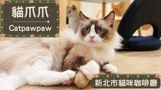 A Japanese Style Cat Cafe! In Banqiao, Taipei｜Cat Paw Paw  Banqiao District, New Taipei City