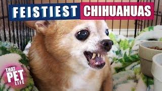 Feistiest Chihuahuas Ever  | Funny Dogs