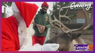 Help Santa's reindeer get ready for Christmas at Cougar Mountain Zoo