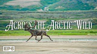 Across the Arctic Wild | 20-Days Through the Barren Grounds to the Arctic Ocean - E.6 - Wildlife!