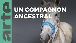 Le cheval | Nos animaux et nous | ARTE Family