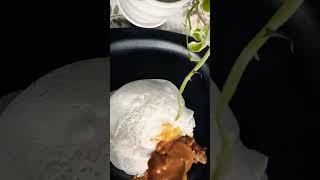 #shorts#YUMMY APPAM AND CHICKEN CURRY#