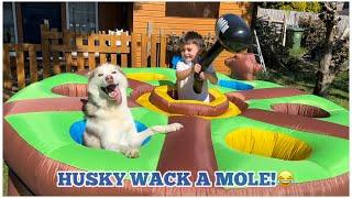 Giant Inflatable Husky Wack A Mole!!. [BEST VIDEO EVER!!!]