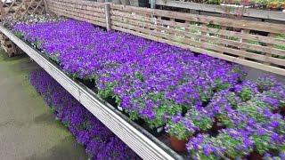 English Life - Ep. 3 - Sapcote Garden Centre Leicestershire