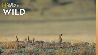 New Prairie Dog Pups Learn Danger | Prairie Dog Manor