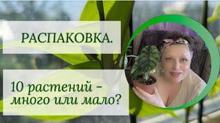 Распаковка  из Череповца. 10 растений это много или мало?