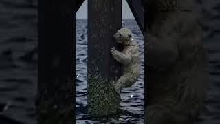 Brave Team Saves Drowning Polar Bear || Heart-Stopping Rescue