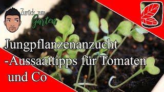 Jungpflanzenanzucht- Aussaattipps für Tomaten und Co - 1x1 der Aussaat