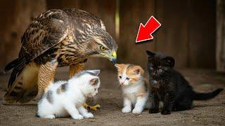 Falcon Finds Abandoned Kittens In Barn, Then Does Something That Made Scientists CRY!