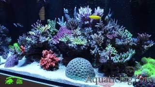 Dmitry Tumanov aquarium, aquaticlog.com