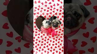 VALENTINE’S wrapping paper PHOTOSHOOT with my PUGS!  (cutest results ) #pug #dog #shorts