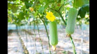 I TRIED TO GROW A LOOFAH (LUFFA) IN THE UK #gardening #gardeninguk