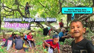 Rame-Rame Pungut Jambu Mente DiKebun.