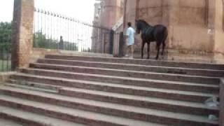 Murtajiz Badshah Zuljanah with Sajid Bakhtiari Badshahi Mosque Stairs Part 2