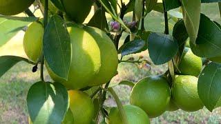 Lemon tree from cuttings “GROW your OWN” MEYER LEMON TREE!