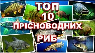 ПРІСНОВОДНІ РИБИ УКРАЇНИ  [ТОП 10] 