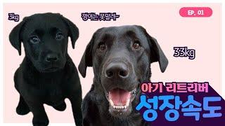 아기 리트리버 1년 성장속도 대형견의 놀라운 성장과정 retriever