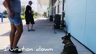 1 year old German Shepherd "Bailey" / Off Leash K9 Training Orlando/Best Dog trainers Orlando